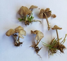 Entoloma